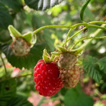 Glamping Grindhuset Luxussátor Helgeroa