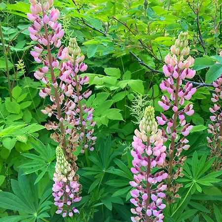 Luxussátor Glamping Grindhuset *